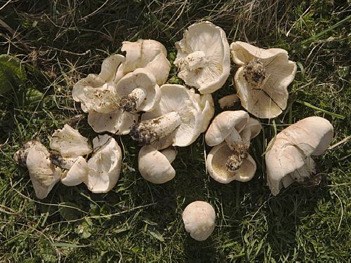 Tricholoma gambosum